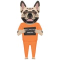 Mugshot prison clothes dog French Bulldog